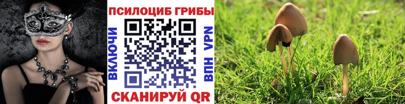 мега ссылки  цена   Тара  Галлюциногенные грибы MAGIC MUSHROOMS 